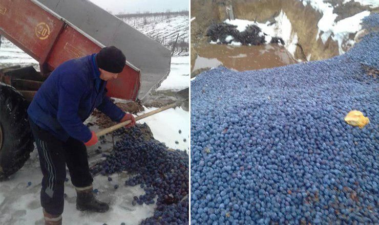 Запасы сливы в холодильниках составляли не менее 15 тыс. тонн, а многие считали, что сливы заложили даже больше. 