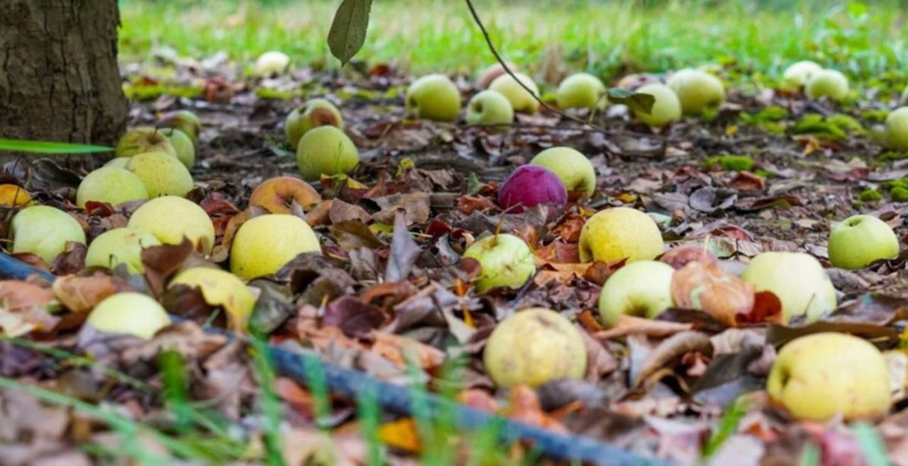 Ploile din octombrie au redus recolta de fructe în Moldova.
