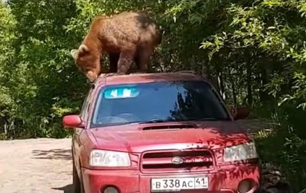 В России на Камчатке сняли на видео, как молодой медведь залез на автомобиль Subaru Forester. 