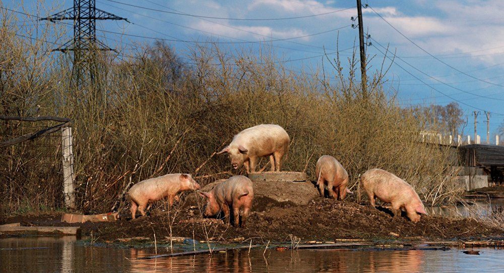 În Moldova există pesta porcină africană. Foto: Sputnik/ Александр Кряжев