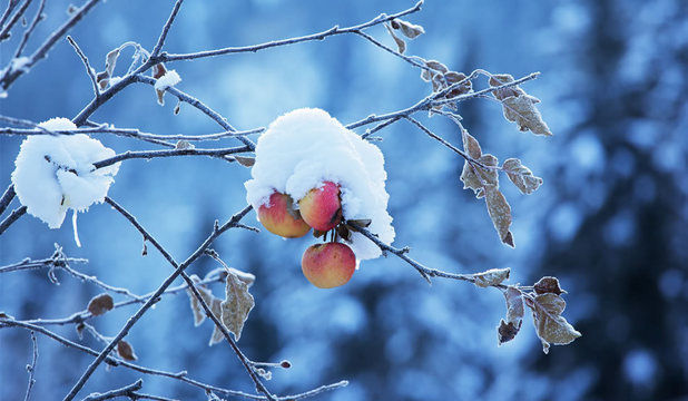 Meteo 26 ianuarie: Înghețuri în toată țara. Câte grade vor fi