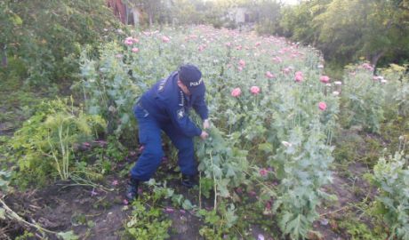 Mii de plante cu conţinut narcotic, găsite în mai multe gospodării. Foto: IGP
