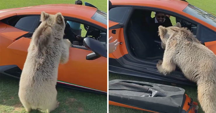 Медведь оторвал дверь у Lamborghini арабского шейха. Коллаж: Point.md