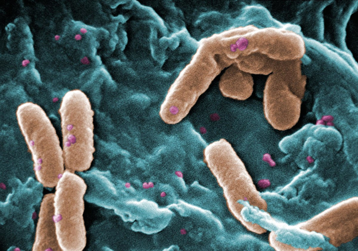 Oamenii de știință au dezvoltat o nouă metodă de combatere a bacteriilor periculoase.