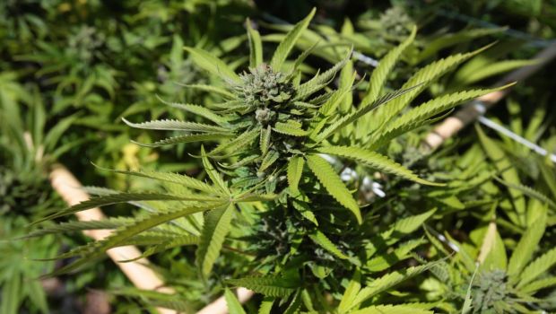 Mexic va legaliza vânzarea de produse pe bază de marijuana