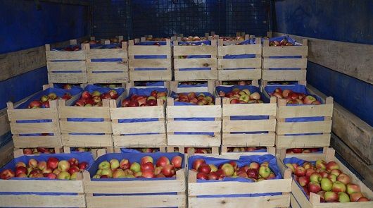 Ion Sula a recunoscut că doar patru mii tone de mere moldoveneşti au fost exportate pe piaţa UE.Foto: trm.md