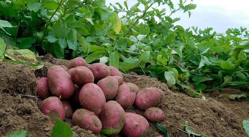 В Молдове прогнозируют сокращение товарного производства картофеля.