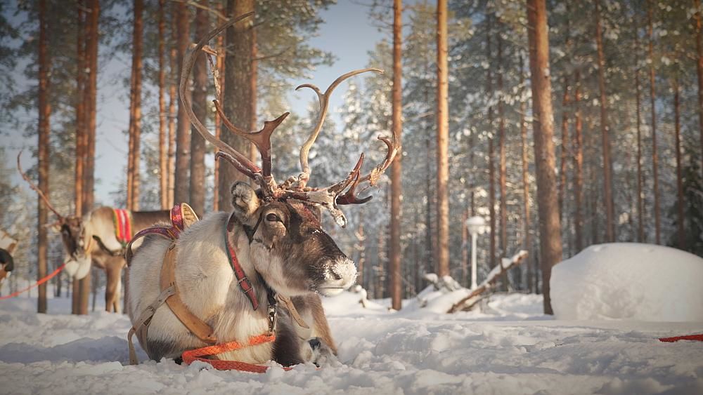 В ЕС запустили проект развития арктического туризма Visit Arctic Europe.