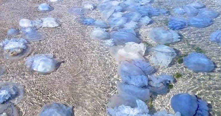 Эти медузы являются частью вида Rhizostoma pulmo, крупнейшего в Черном море.