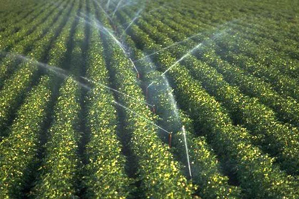 Producătorii agricoli pot depune de astăzi cereri pentru subvenții 