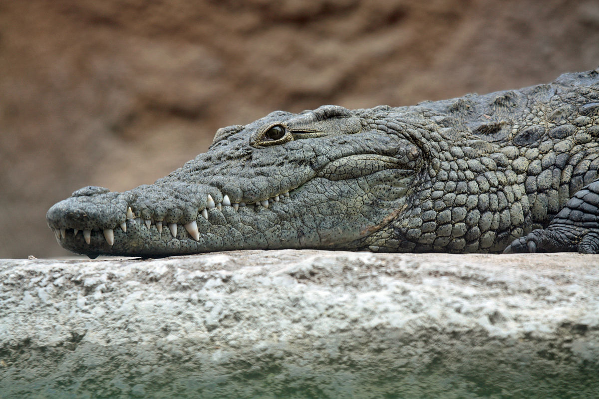 În centrul oraşului Ingham şi-au făcut apariţia crocodili şi rechini. 