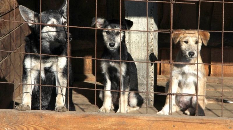 Бельцы приобрели специальную машину для перевозки отловленных безнадзорных собак. 