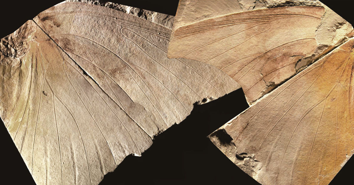Un fluture antic de 2,6 milioane de ani, descoperit în Japonia.