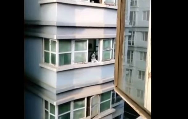 Ответившую на крик соседа хаски сняли на видео.