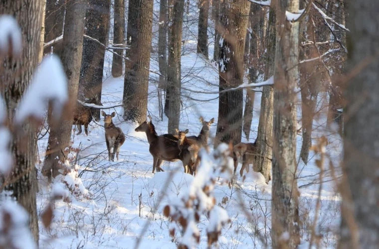 Rezervația Naturală Plaiul Fagului a explicat cum susține fauna sălbatică în timpul sezonului rece.