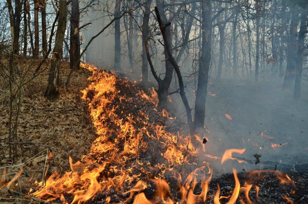În Europa, în multe ţări, temperaturile de foc au contribuit la declanşarea unor uriaşe incendii de vegetaţie.