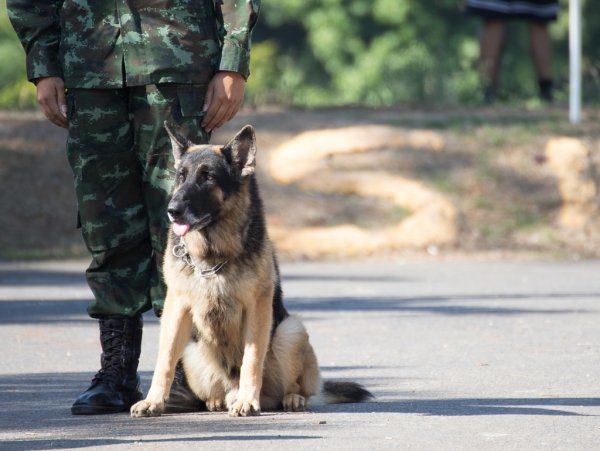 Таможня Молдовы получила от германских коллег машину для кинологической службы.