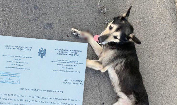 Геннадий Валуцэ представил ветеринарную экспертизу о состоянии здоровья собаки. 