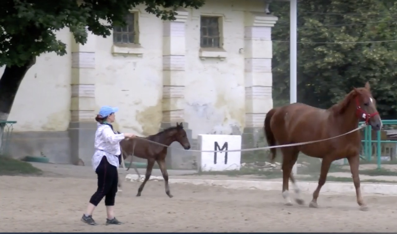 Конноспортивная школа устояла.