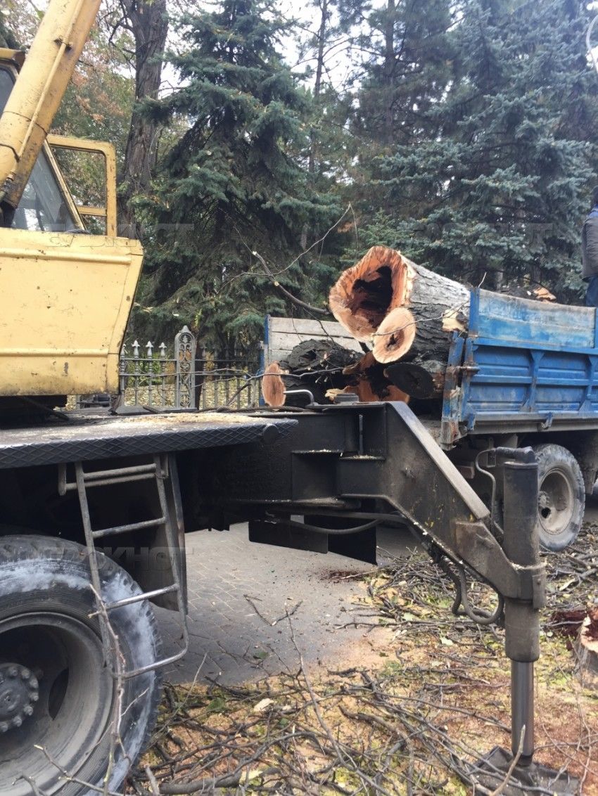 Кишиневская примэрия приступила к вырубке деревьев в парке Алунелул.