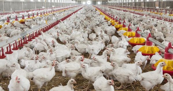 Moldova va impune embargo la importul de carne și ouă din Ucraina