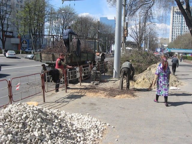 Деревья живые - на них должны были распуститься почки, и, судя по срубам, не старые.
