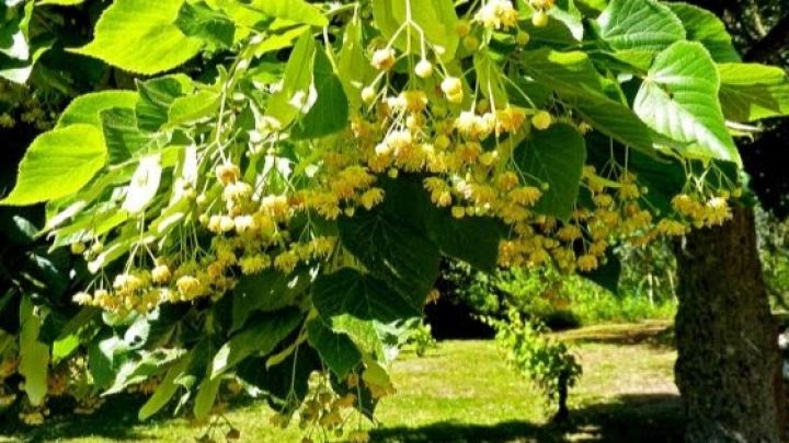Pașaport pentru arbori. A fost aprobat un nou regulament de gestionare a spațiilor verzi