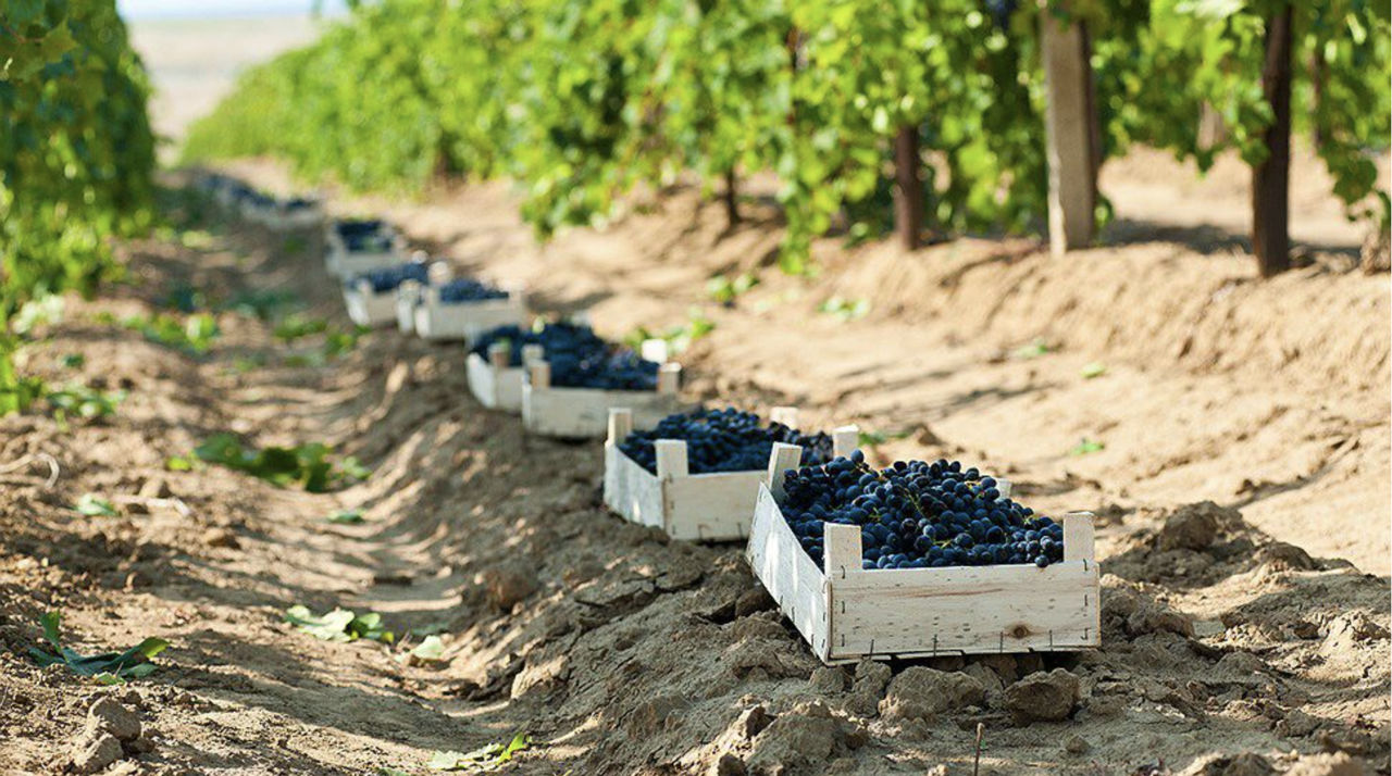 Exporturile de produse agricole moldovenești în UE au crescut de aproape șase ori.