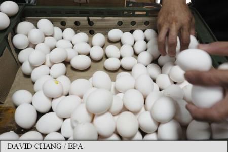 Fipronil: O tonă de pudră de ouă contaminate, confiscată în Bulgaria. Foto: agerpres.ro