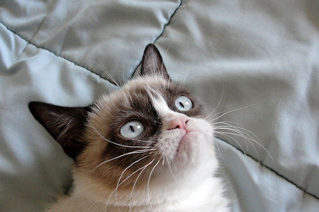 Grumpy Cat с достоинством приняла участие в фотосессии, «раздавая автографы» в виде отпечатка одной из своих лап.