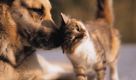 Măsurile au fost introduse pentru a îmbunătăţi legislaţia ţării privind protecţia animalelor. 
