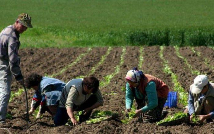 19 moldoveni erau impuși să lucreze pe gratis în Rusia. Foto: unimedia.info