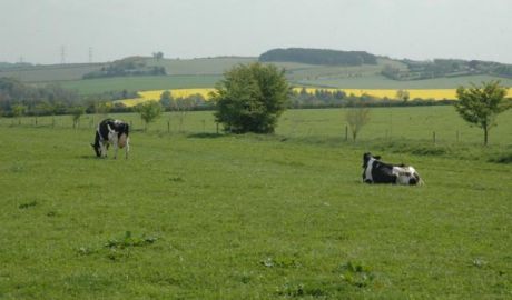 Locuitorii din stânga Nistrului nu vor mai achita impozite pentru folosirea imaşurilor şi păşunilor. Foto: recolta.eu