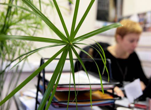 У людей, работавших в офисах с растениями, продуктивность была выше на 15%.