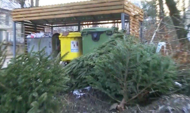 Утверждается, что сбор елок из дворов жилых домов начался еще три недели назад.
