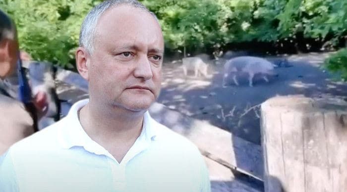 Додон о видео стрельбы по кабанам: В конце кампании всегда много фейков. Коллаж: Point.md