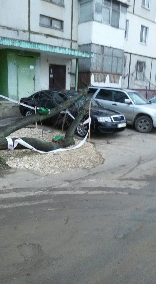 В Кишиневе дерево рухнуло на припаркованный у подъезда автомобиль.