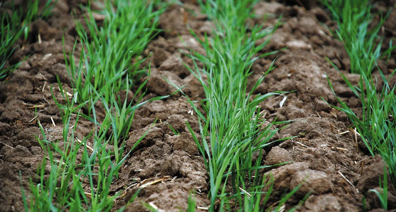 Озимые пережили зиму неплохо, но энергокризис может всё испортить.