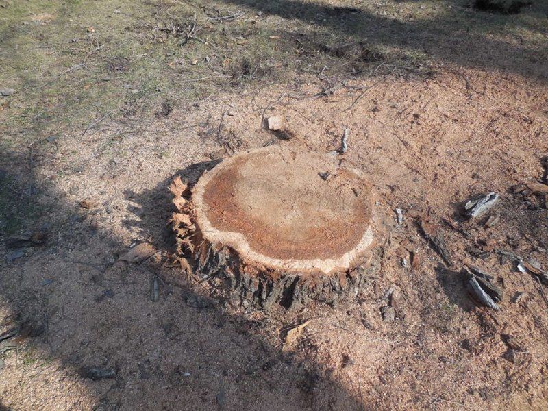 В сквере Кафедрального собора полным ходом идёт вырубка деревьев. 