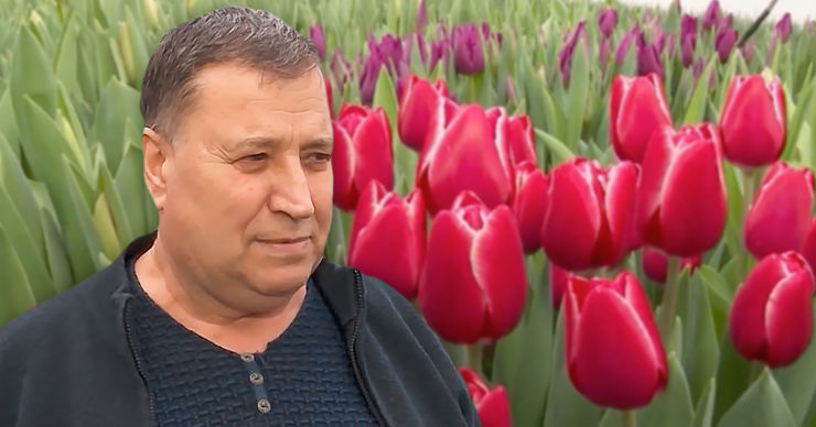 В Молдове предприниматель более 40 лет занимается разведением тюльпанов. Коллаж: Point.md