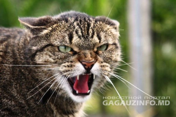 Женщина, покусанная собственной кошкой, обратилась к врачам.
