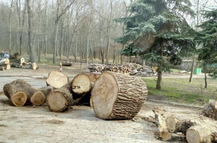 За громкое дело о вырубке парка взялся Фонд экологического развития. 