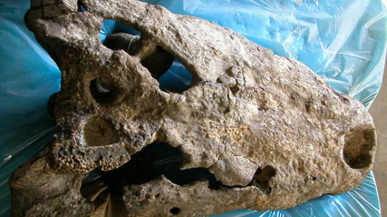 В Румынии нашли череп доисторического крокодила.