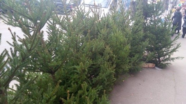 Primii pomi de Crăciun au fost deja scoşi în vânzare în pieţele din Capitală. Foto: publika.md