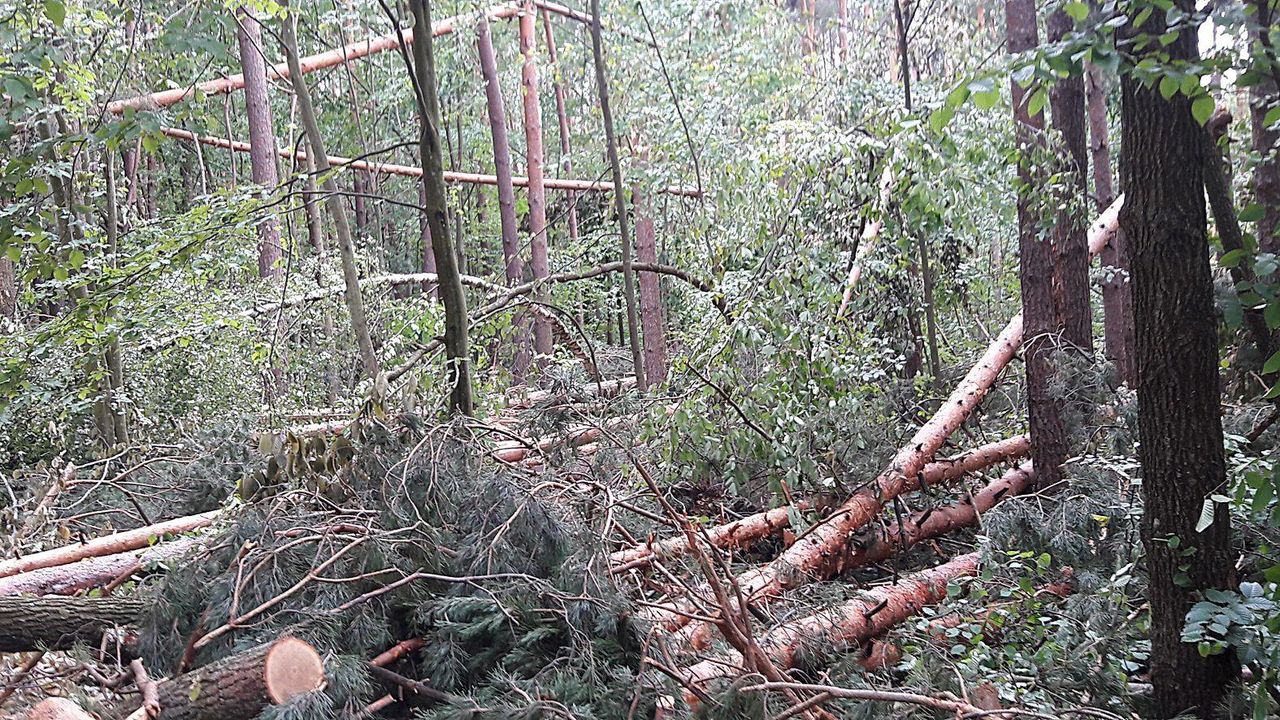 В Черниговской области ураган повалил 160 гектаров леса.
