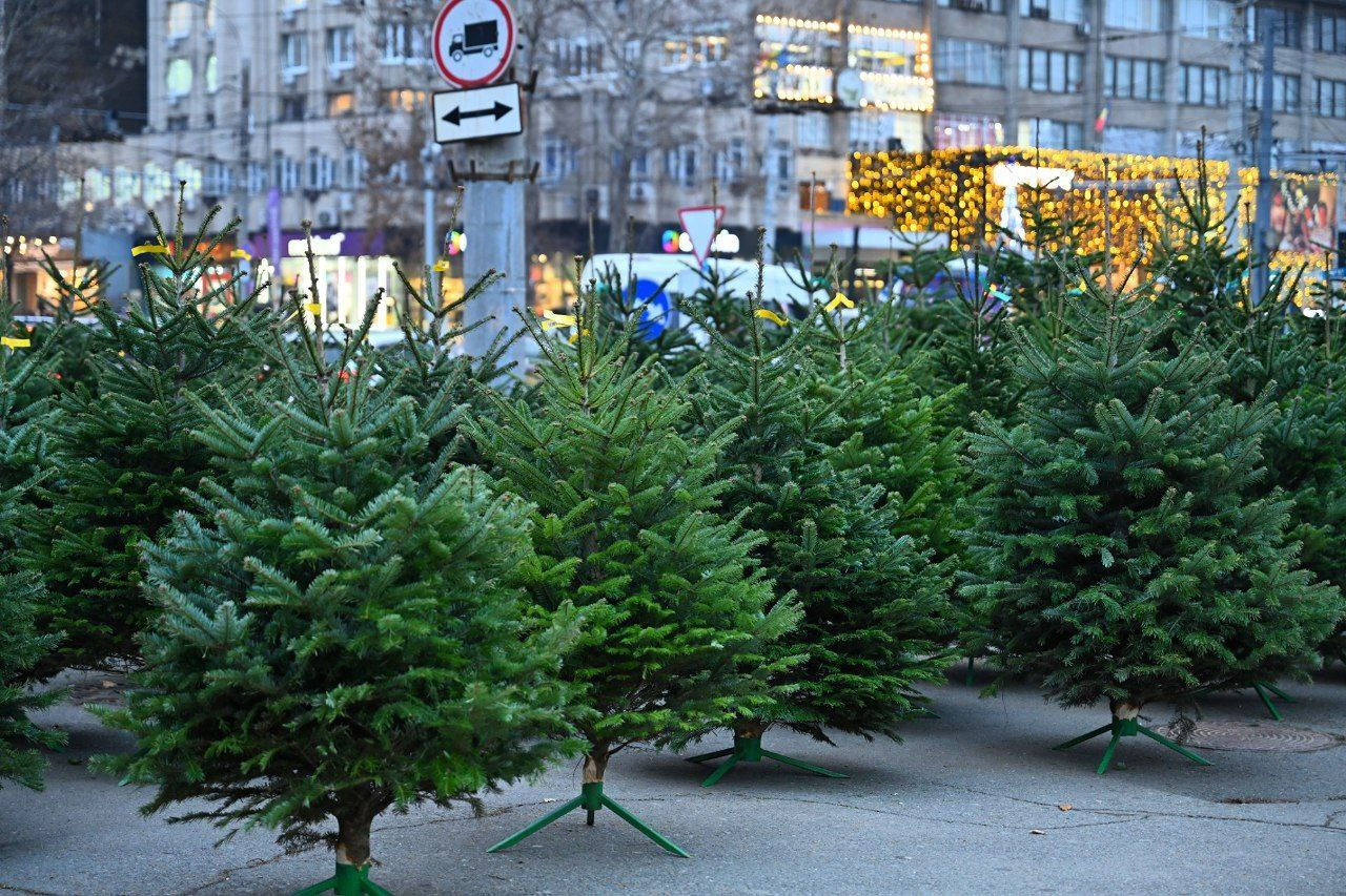 La Chișinău, din 1 decembrie vor începe vânzările pomilor de Crăciun.