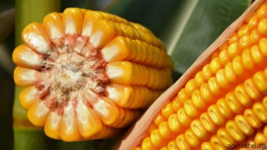 În Registrul statelor UE au fost introduşi trei hibrizi de porumb, elaboraţi de cercetătorii moldoveni. Foto: agrointel.ro