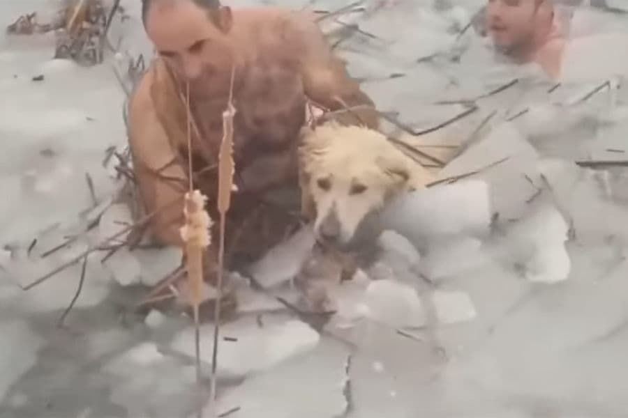 В Испании полицейские залезли в ледяную воду ради спасения собаки.