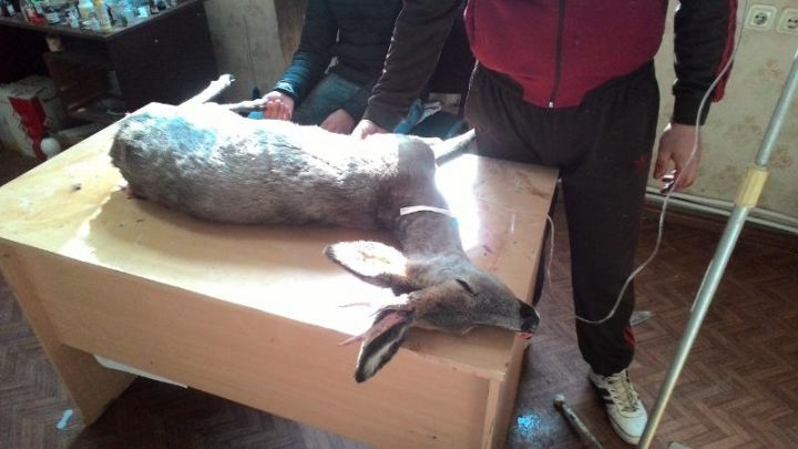 Animalul avea leziuni grave în regiunea gâtului şi a membrilor posterioare. Foto: Inspectoratul Ecologic de Stat