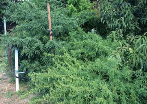 Au fost depistate mai mult de 40 de plante de cânepă, marihuană uscată și paie de mac, în cantități deosebit de mari.